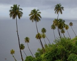 Palm trees fabulous ladies. For us a touch of distant lands and freedom.