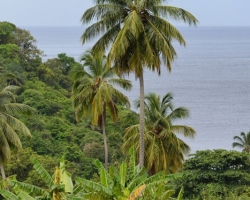 Palmy banány zeleň a more taký je pre mňa Karibik.