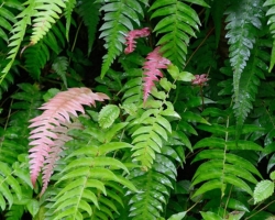 Nice were young red leaves of ferns