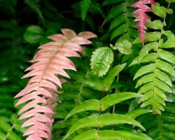 Bright colors of ferns