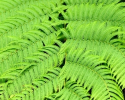 Green ferns in the jungle is unmistakable ...