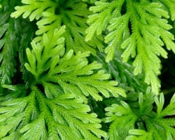 Vraneček /Selaginella/ z oddelenia plavúňovitých tvoril v podraste dźungle zelené koberce.