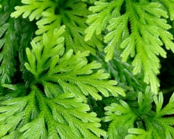 Selaginella formed in the undergrowth of the jungle green carpet.