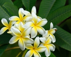 Plumeria alba is a species of the genus Plumeria (Apocynaceae).Flowers perfume the wide - far.