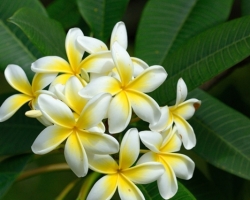 Drevina z rodu Plumeria čeľade Apocynaceae. Kvety rozvoniavajú na široko - ďaleko.
