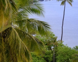 Often palm trees remind me patrols welcoming waves from the sea.