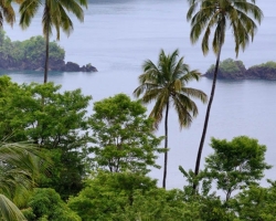 Often palm trees remind me patrols welcoming waves from the sea.