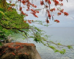 Look underneath the beautiful flamboyant tree to bay in the Caribbean Sea.