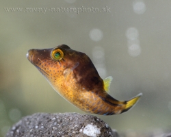 Canthigaster rostrata, commonly known as the Caribbean sharp-nose puffer, is a pufferfish from the Western Central Atlantic. It can be encountered from the coast of South Carolina to Venezuela, including the Bermuda, the Gulf of Mexico and the Caribbean Sea.