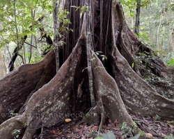 In the original tropical rainforest of the Saint Vincent island grow these giant Santinay trees. Buttressed and protect them in shallow soils before hurricanes huge roots.