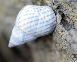 The stone boulders were part of the coast occupied by the small gastropods.