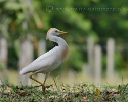 The Cattle Egret (Bubulcus ibis) is a cosmopolitan species of heron (family Ardeidae) found in the tropics, subtropics and warm temperate zones