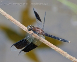 Dragonfly from Saint Vincent island.