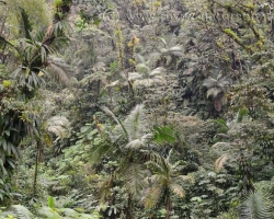 Amazing the variety of plants and their shapes in tropical forest on the island of Saint Vincent.