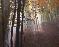 The sun is hardly go through the dense fog to highlighted color beech forest