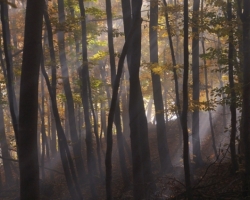 The sun is hardly go through the dense fog to highlighted color beech forest