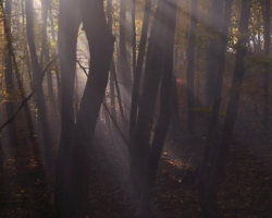 The sun is hardly go through the dense fog to highlighted color beech forest