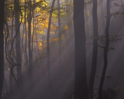 The sun is hardly go through the dense fog to highlighted color beech forest