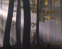 The sun is hardly go through the dense fog to highlighted color beech forest