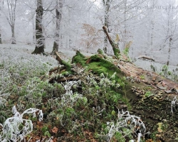 When forest goliath placed on the ground its strong strain, mosses, mushrooms and hundreds of other organisms finish the endless circle of life.