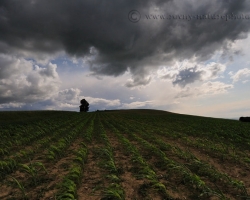 Víchor ich češe, ťažké mraky zalievajú - otužilé kukuričné lány na bielokarpatských kopcoch.