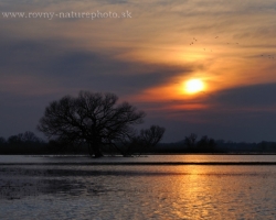 Divé husy hľadajú na šírich zaliatych pláňach inundácie rieky Moravy svoj nočný odpočinok