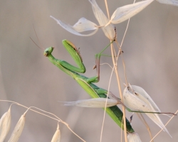 Praying Mantis were during the wonderfu wanderings through Croatia to more frequent and favorite object of my photos.