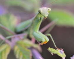 The praying mantis is waiting for its prey among the thorny.