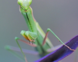 I am interested in interesting color combination praying mantis and purple plants.