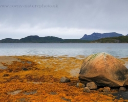 At low tide on the banks of fjords is possible to see rich clusters of algae that shine as the golden curls. The photo captures the outflow on one of Lofoten fjord.