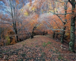 One of the picturesque steep ridges of the Small Carpathians