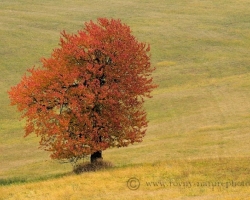 Autumn came, meadows and trees painted with warm colors