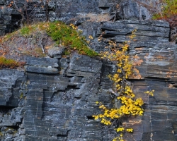 As rock garden were covered bluish slate canyon walls with colorful shrubs, mosses, lichens and grasses.