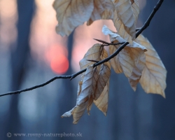 The March sun at the end of the day carres last dry leaves in the Carpathian forest