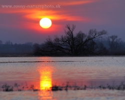 The sun as a fiery wheel roll over the murky water goig to sleep