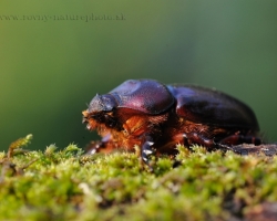 Well a lot of slovak names in recent years, biologists changed. Almost nothing in nature we have with the slovak generic name common. But it seems European rhinoceros beetle resist, even though there we can radther use in slovak unusual. For how many people ever saw in the Slovakia European rhinoceros beetle in nature?