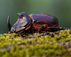 Unusual is shape of this beautiful European rhinoceros beetle. Take picture from this beatle in the nature is always great and of course also photographic experience.
