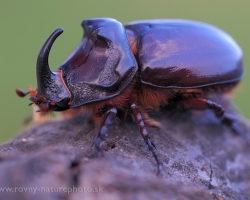 Amazing is the shape of this remarkable bug.