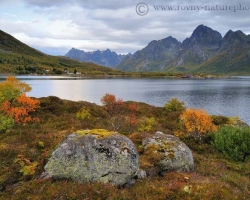 Edge of the fjord with a rich palette of autumn colors reminds maintained garden. Here at the Norwegian Lofoten is gardener nature.