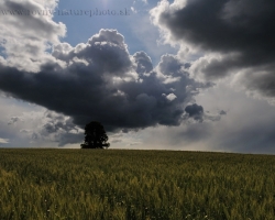 Obilný lán, osamelý strom a úžasný burkový mrak čnejúci až niekde k nebesiam.