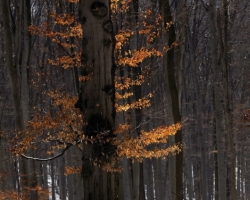 The magic sun make fire on the beech forest also in the winter.