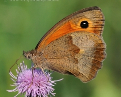 Meadow brown is one of our most common butterfly of our meadows. What beauty lies in its simplicity, pastel colors.