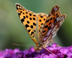 Queen of Spain Fritillar bewich us with pearls scattered orange wings