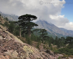 How old baobabs or huge candles stand pinex in the valley below Monte Cinto - highest mountain in Corsica.