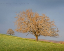 Cherry tree opens in touch with the last sunrays their first flowers.