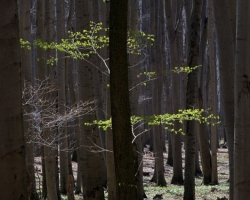 Spring warming - trees opened their first green fireworks.