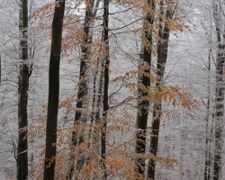 The first frost draws its ornaments in red leaves of sleeping beechs.