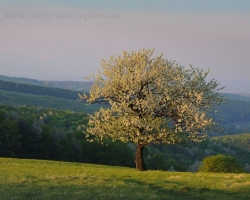Stromy veľa pamätajú. Sú svedkami tisícov a tisícov brieždení. Ránami ich chladí trblietavá rosa. V bezoblačných nociach pozorujú premeny mesiaca a života vôkol. Stromy sú úžasné, pamätajú aj to, čo my zabúdame.