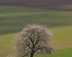 Do ďaleka rozvoniavajú kvety niektorých čerešní. Dotyky vôní sú ako nežné pohladenie, ako prchavá krásna spomienka, ako bozk.