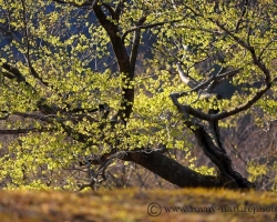 The first leaves of beeches glow in interlocking rays of the sun as green emeralds